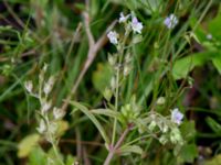 Veronica catenata Skanörs ljung, Falsterbohalvön, Vellinge, Skåne, Sweden 20160617_0294