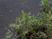 Veronica catenata Skanörs ljung, Falsterbohalvön, Vellinge, Skåne, Sweden 20160617_0315