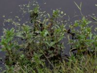 Veronica catenata Skanörs ljung, Falsterbohalvön, Vellinge, Skåne, Sweden 20160617_0316