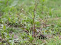 Veronica catenata Tjustorps industriby, Svedala, Skåne, Sweden 20170701_0113