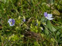 Veronica filiformis Öresundsparken, Malmö, Skåne, Sweden 20160424_0015