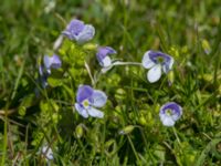 Veronica filiformis Öresundsparken, Malmö, Skåne, Sweden 20160424_0018