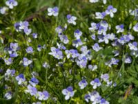 Veronica filiformis Öresundsparken, Malmö, Skåne, Sweden 20160424_0055