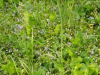 Veronica filiformis Kalkugnen, Klagshamns udde, Malmö, Skåne, Sweden 20150525_0001