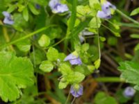 Veronica filiformis Kalkugnen, Klagshamns udde, Malmö, Skåne, Sweden 20150525_0002