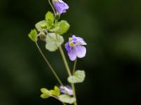 Veronica filiformis Kalkugnen, Klagshamns udde, Malmö, Skåne, Sweden 20150525_0003