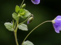 Veronica filiformis Kalkugnen, Klagshamns udde, Malmö, Skåne, Sweden 20150525_0009