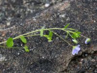 Veronica filiformis Kalkugnen, Klagshamns udde, Malmö, Skåne, Sweden 20150525_0012