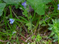 Veronica filiformis Riseberga, Malmö, Skåne, Sweden 20200516_0019