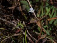 Veronica scutellata Axelsgård, Rammsjöstrand, Båstad, Skåne, Sweden 20170709_0164