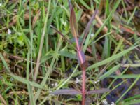 Veronica scutellata Skanörs ljung, Falsterbohalvön, Vellinge, Skåne, Sweden 20170627_0049