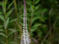 Veronicastrum virginicum Ödelott Åkerlund och Rausings väg, Lund, Skåne, Sweden 20190723_0089