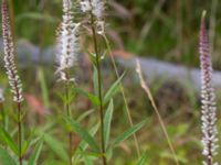 Veronicastrum virginicum Ödelott Åkerlund och Rausings väg, Lund, Skåne, Sweden 20190723_0090