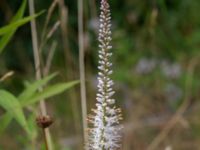 Veronicastrum virginicum Ödelott Åkerlund och Rausings väg, Lund, Skåne, Sweden 20190723_0092