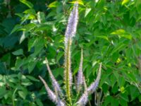 Veronicastrum virginicum Norra Friluftsstaden, Malmö, Skåne, Sweden 20190713_0010