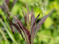 Veronicastrum virginicum Norra Hagvägen, Kastlösa, Mörbylånga, Öland, Sweden 20190609_0194