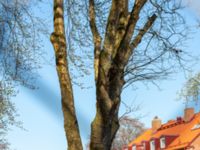 Platanus × hispanica Limhamnsvägen 108, Malmö, Skåne, Sweden 20190417_0086