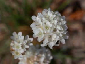 Armeria canescens