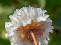 Armeria canescens Pendlarparkeringen Vellinge samhälle, Vellinge, Skåne, Sweden 20230615_0037