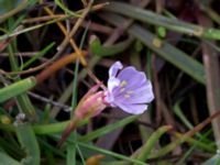 Armeria maritima Eskiltorps ängar, Vellinge, Skåne, Sweden 20150803_0021