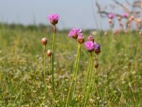 Armeria maritima Malmödammen, Tygelsjö ängar, Malmö, Skåne, Sweden 20160510_0015