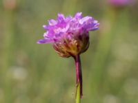 Armeria maritima Malmödammen, Tygelsjö ängar, Malmö, Skåne, Sweden 20160510_0017