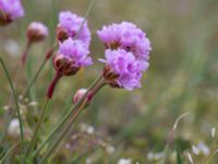 Armeria maritima Malmödammen, Tygelsjö ängar, Malmö, Sweden 20140510_0003