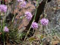 Armeria maritima Solviken, Mölle, Höganäs, Skåne, Sweden 20150515_0071