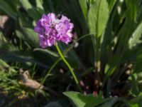 Armeria maritima ssp. elongata Glasbruksskolan, Limhamn, Malmö, Skåne, Sweden 20170521_0037