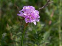 Armeria maritima ssp. elongata Käglinge hästbacke, Malmö, Skåne, Sweden 20160529_0050