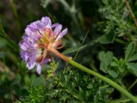 Armeria maritima ssp. elongata Käglinge hästbacke, Malmö, Skåne, Sweden 20160529_0051