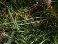 Armeria maritima ssp. elongata Käglinge hästbacke, Malmö, Skåne, Sweden 20160529_0052