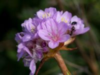 Armeria maritima ssp. elongata Käglinge hästbacke, Malmö, Skåne, Sweden 20160529_0053