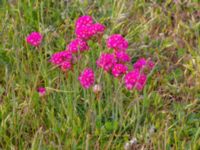 Armeria maritima ssp. maritimaitima Stora Varvsgatan 14, Malmö, Skåne, Sweden 20230518_0027