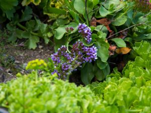 Limonium fruticans - Teneriffarisp