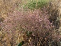 Limonium gerberi Karadag, Koktebel, Crimea, Russia 20150920_0222