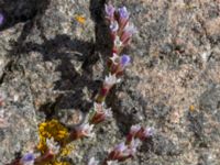 Limonium humile Hallands Väderö, Båstad, Skåne, Sweden 20160807_0007