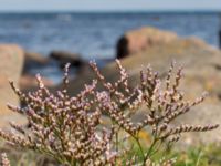 Limonium humile Hallands Väderö, Båstad, Skåne, Sweden 20160807_0018