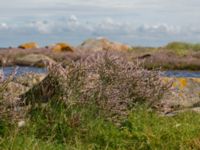 Limonium humile Hallands Väderö, Båstad, Skåne, Sweden 20160807_0023