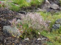 Limonium humile Hallands Väderö, Båstad, Skåne, Sweden 20160807_0029