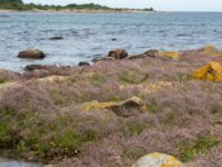 Limonium humile Hallands Väderö, Båstad, Skåne, Sweden 20160807_0030