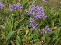 Limonium vulgare Eskiltorps ängar, Vellinge, Skåne, Sweden 20150803_0027