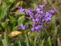 Limonium vulgare Eskiltorps ängar, Vellinge, Skåne, Sweden 20150803_0028