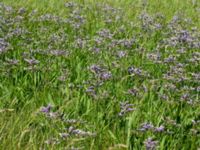 Limonium vulgare Gessie ängar, Vellinge, Skåne, Sweden 20170704_0127