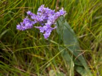 Limonium vulgare Hököpinge ängar, Vellinge, Skåne, Sweden 20150717_0054