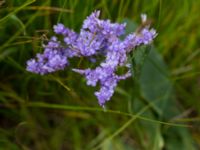 Limonium vulgare Hököpinge ängar, Vellinge, Skåne, Sweden 20150717_0055