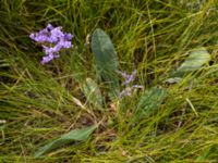 Limonium vulgare Hököpinge ängar, Vellinge, Skåne, Sweden 20150717_0056