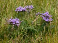 Limonium vulgare Hököpinge ängar, Vellinge, Skåne, Sweden 20150717_0058