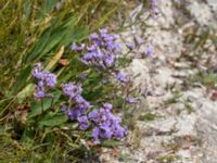 Limonium vulgare Hököpinge ängar, Vellinge, Skåne, Sweden 20150717_0062