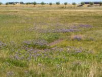 Limonium vulgare Hököpinge ängar, Vellinge, Skåne, Sweden 20150717_0065